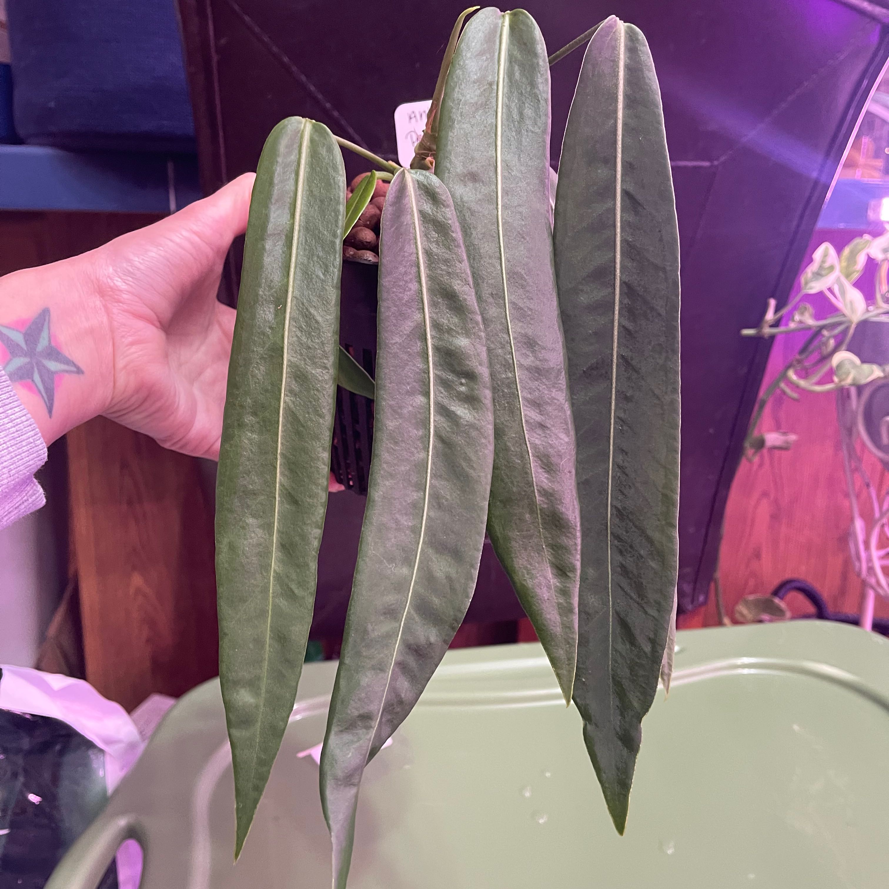 Strap Leaf Anthurium with elongated leaves held by a hand, no visible discoloration.