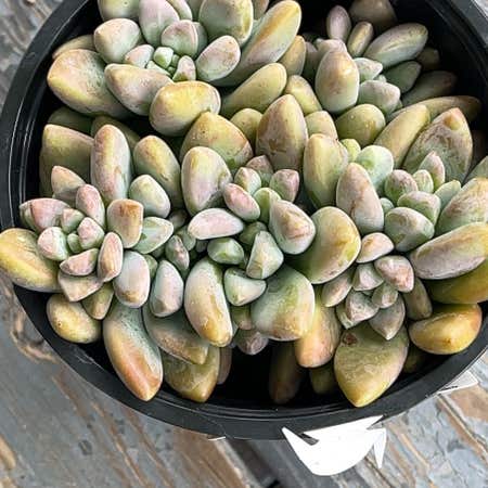 Photo of the plant species Blue Giant by @Propa named Graptosedum Blue Giant on Greg, the plant care app