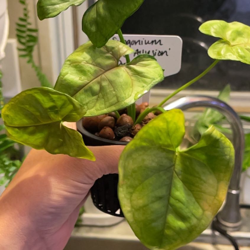 Photo of the plant species Bob Allusion Arrowhead Plant by @Propa named Syngonium Bob Allusion Prop 2 on Greg, the plant care app