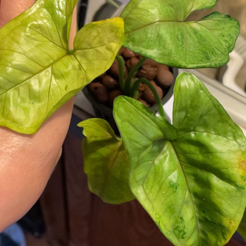 Photo of the plant species Bob Allusion Arrowhead Plant by @Propa named Syngonium Bob Allusion Prop 3 on Greg, the plant care app