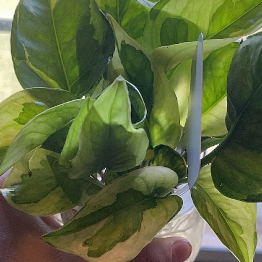 Lemon Meringue Pothos plant with variegated leaves held by a hand.