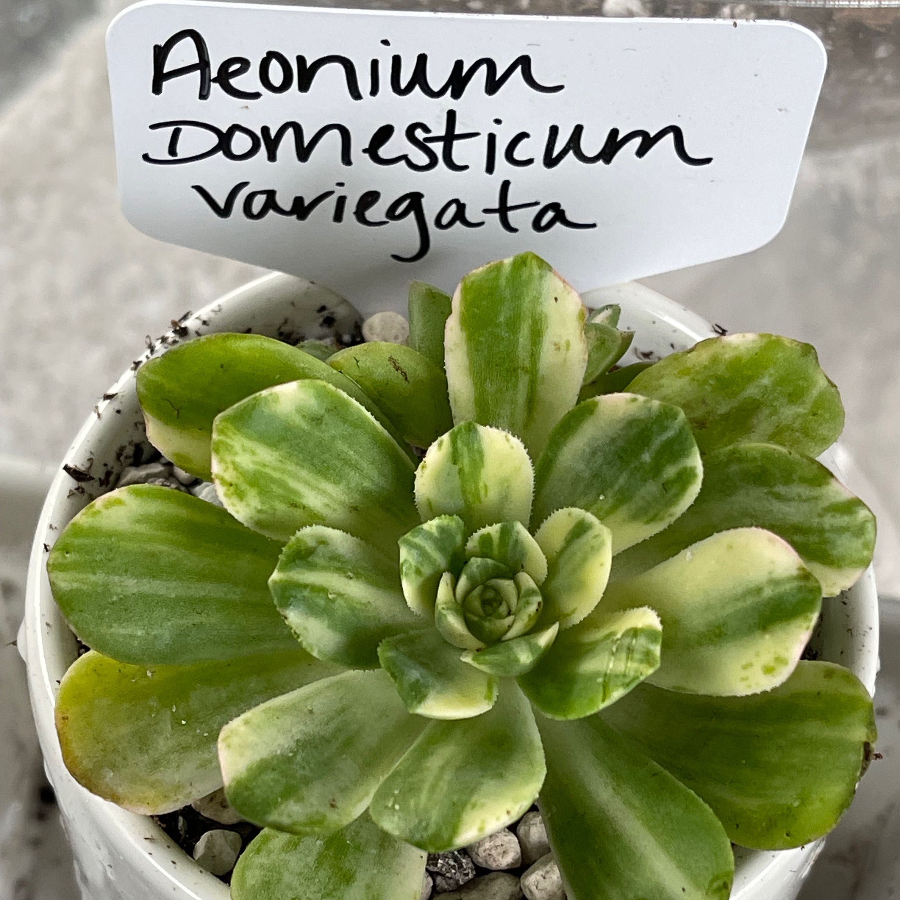 Photo of the plant species Aeonium domesticum 'Variegata' by @Propa named Aeonium Domesticum Variegata on Greg, the plant care app