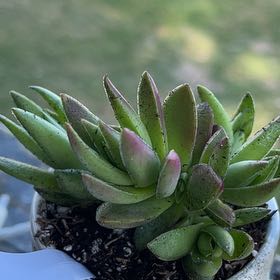 Photo of the plant species crassula shark tooth by @Propa named Crassula shark tooth? Pink dragon? on Greg, the plant care app
