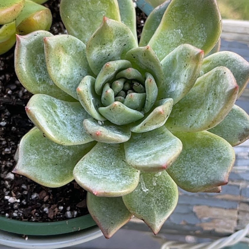 Photo of the plant species Echeveria 'Bluebird' by @Propa named Echeveria Blue Bird on Greg, the plant care app