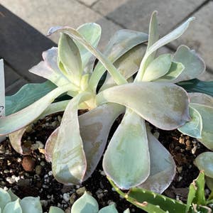 Personalized Echeveria ‘Galaxia’ Care: Water, Light, Nutrients | Greg App