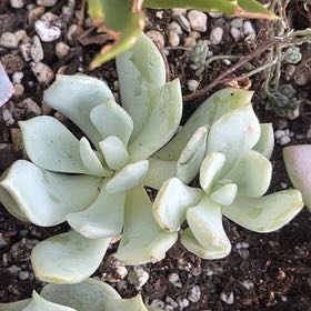 Photo of the plant species Echeveria 'Moonglow' by @Propa named Echeveria Moonglow on Greg, the plant care app