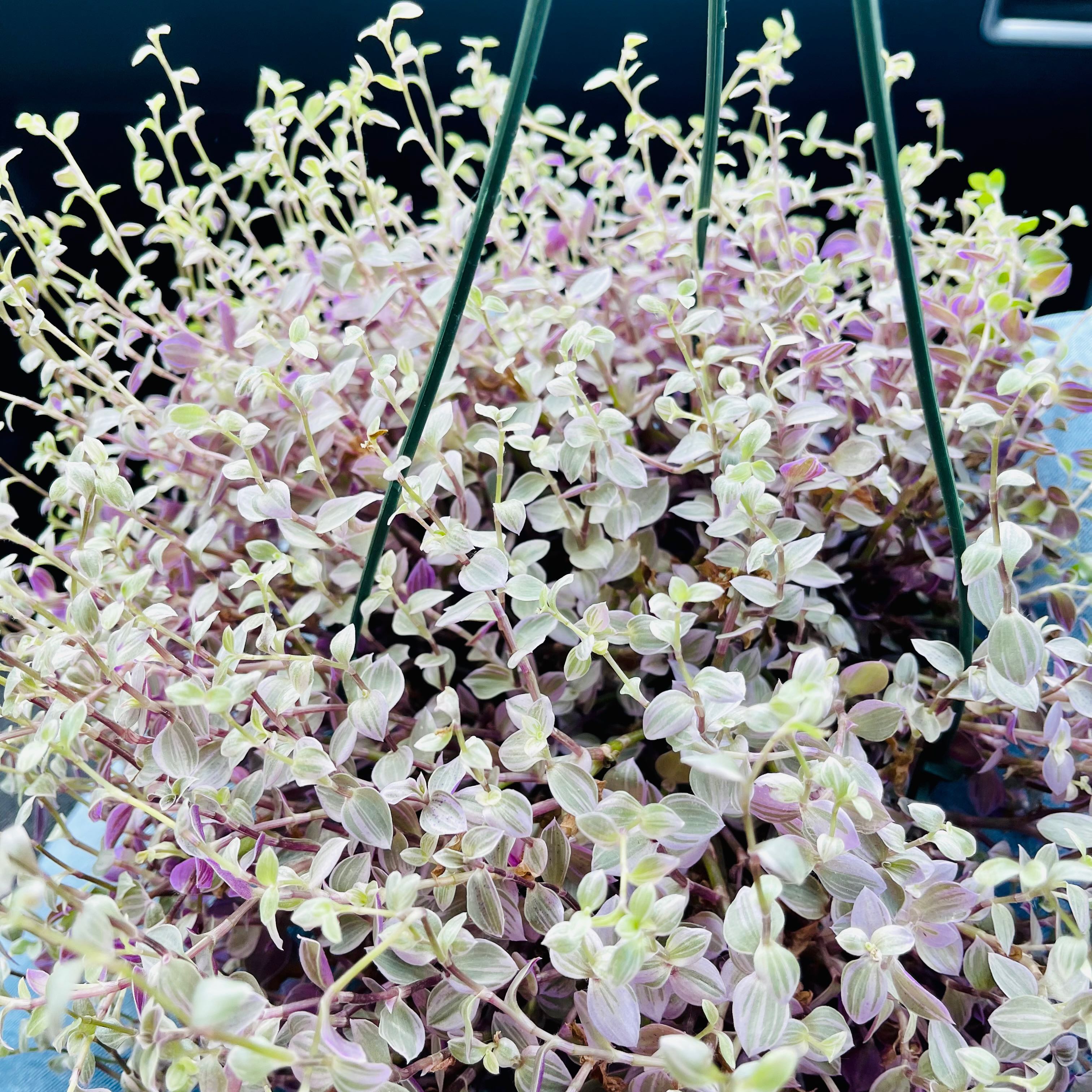 Pink Panther Tradescantia in a hanging basket with vibrant pink and green leaves.