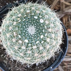 Photo of the plant species notocactus concinnus by @Propa named Cactus-Notocactus ? on Greg, the plant care app