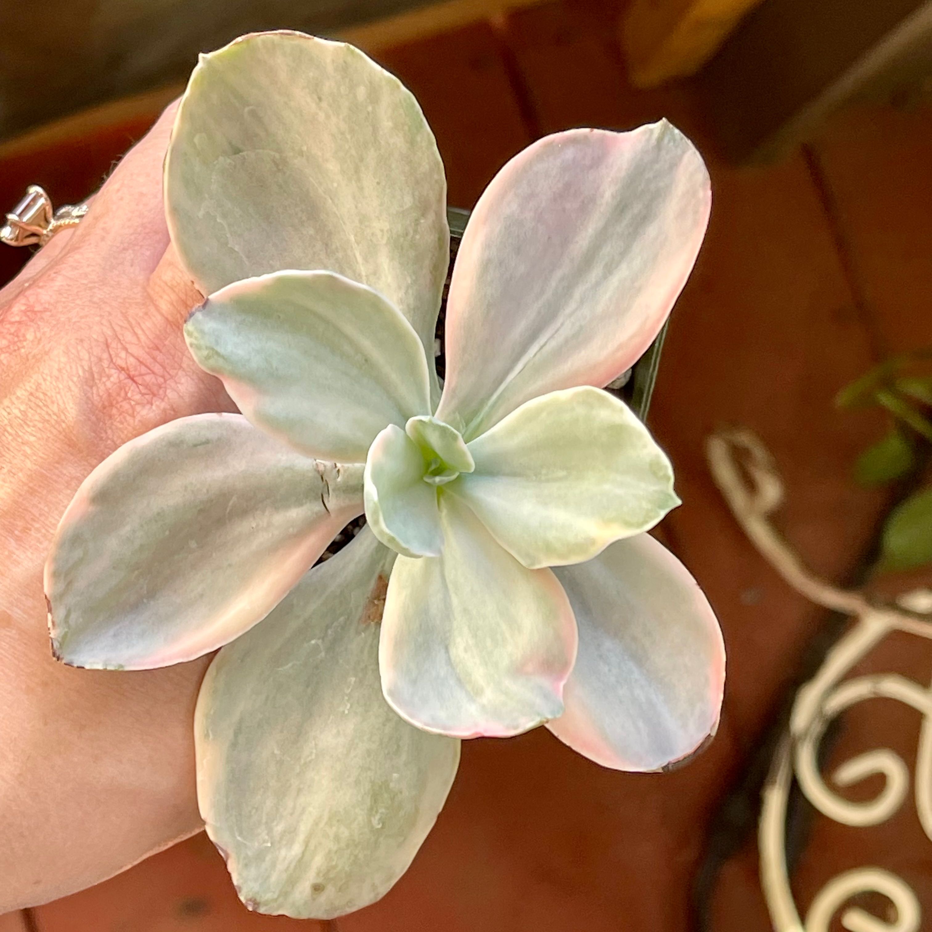 Photo of the plant species Echeveria Decora Variegata by @Propa named Echeveria Decora Variegata on Greg, the plant care app