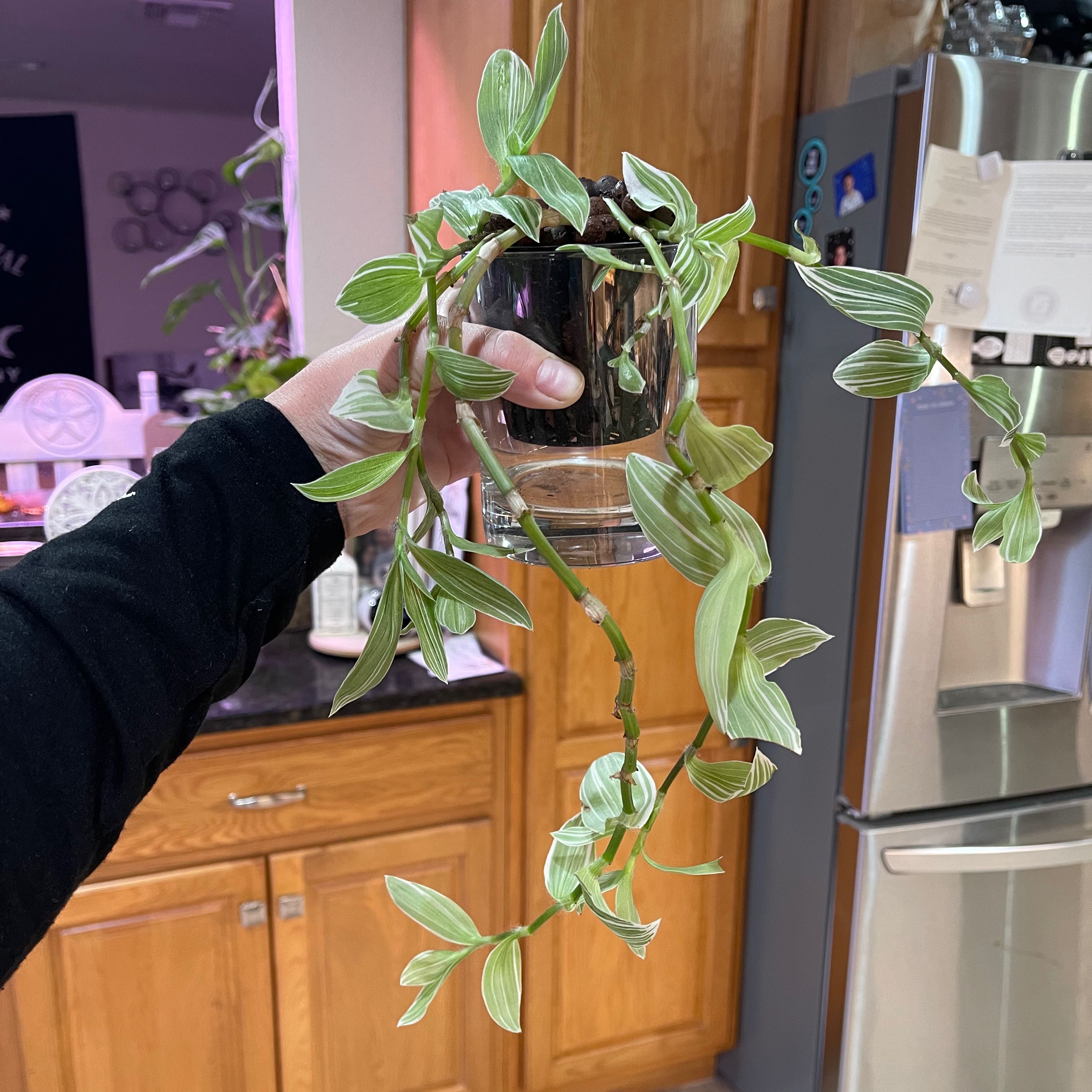 Tradescantia albiflora 'Albovittata' plant held by a hand, showing healthy green and white striped leaves.