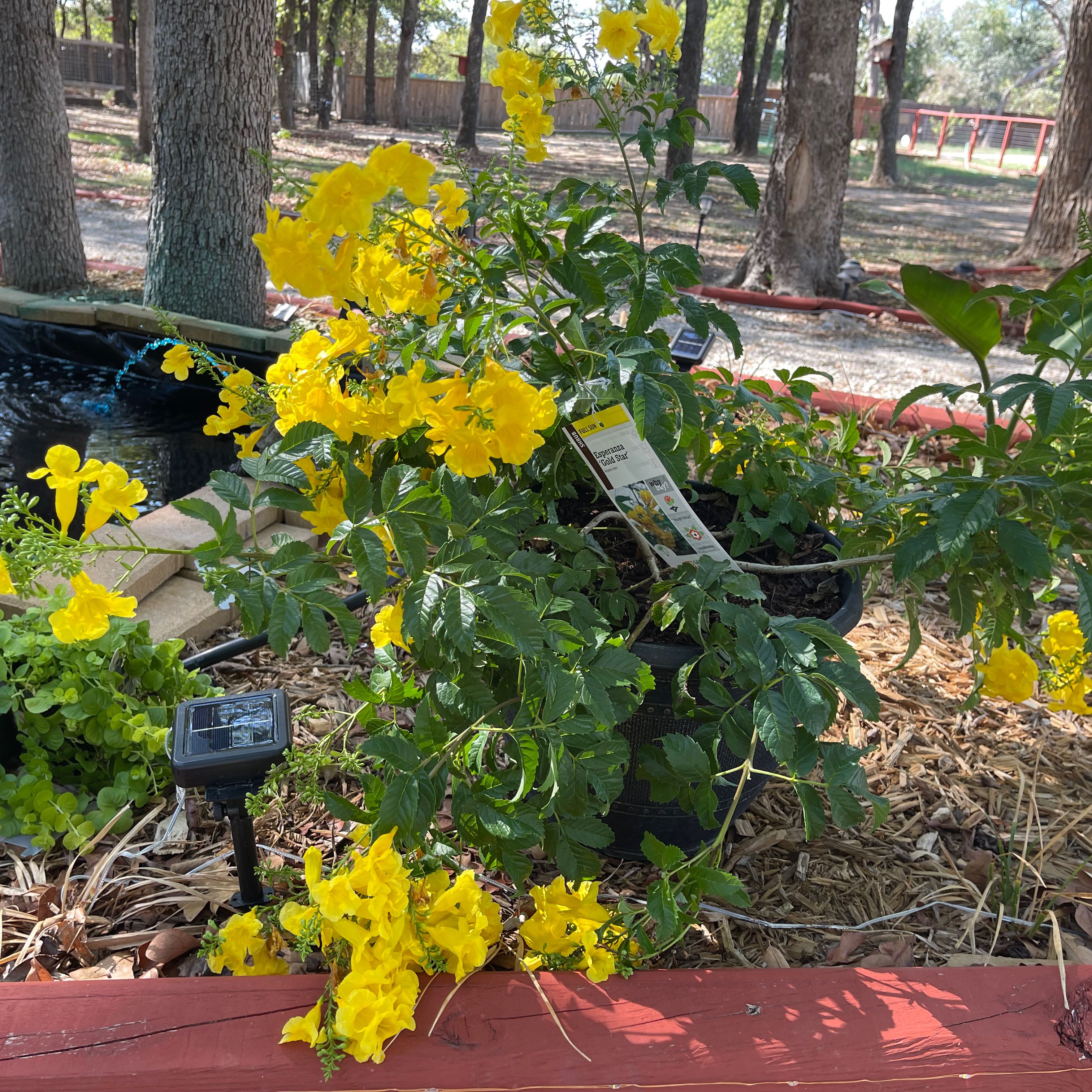 Photo of the plant species esperanza 'gold star' by @Propa named Esperanza Gold Star on Greg, the plant care app