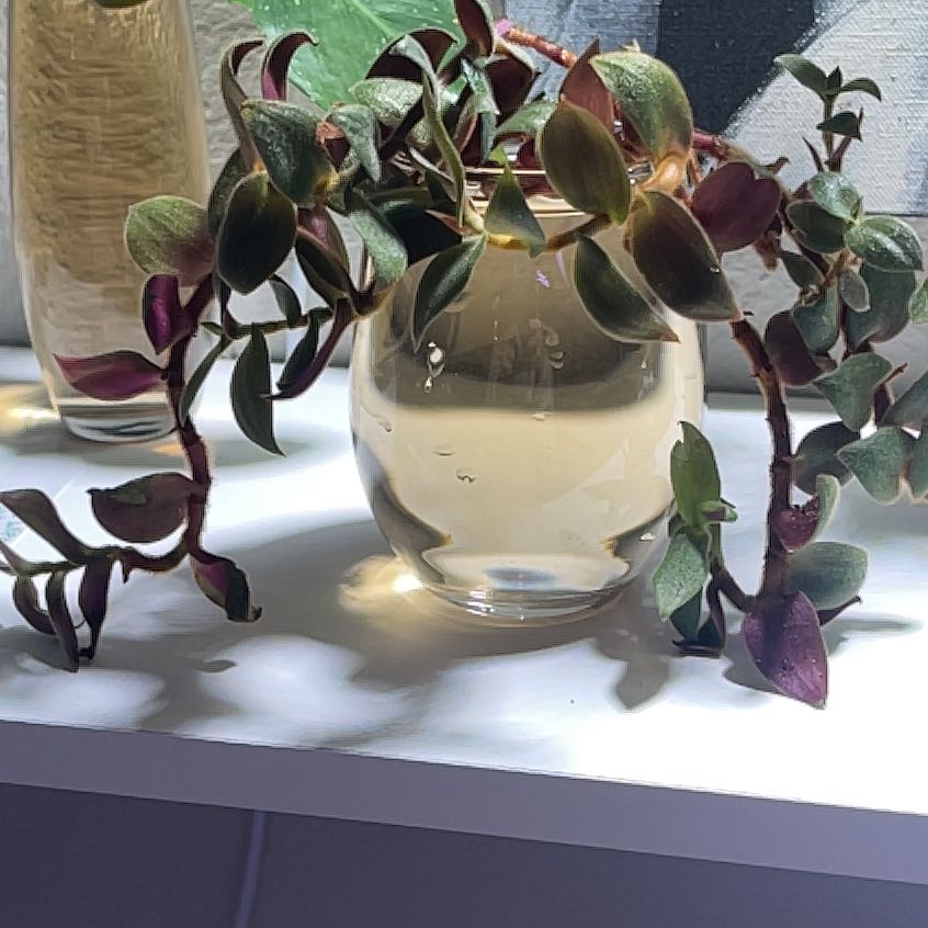 Teddy Bear Vine plant in a glass container with water, healthy and vibrant.
