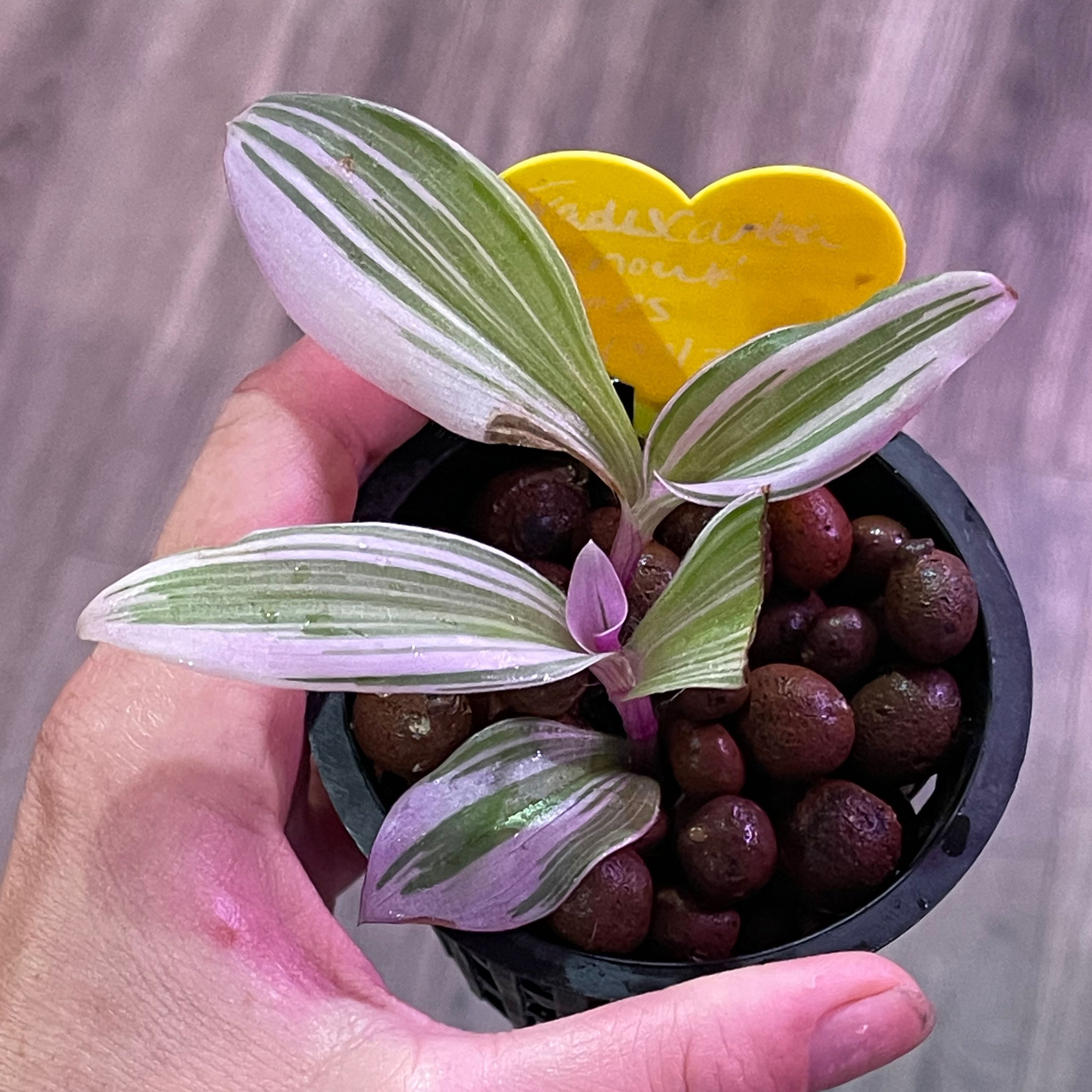 How Much Sunlight Does Your Tradescantia 'Nanouk' Need?