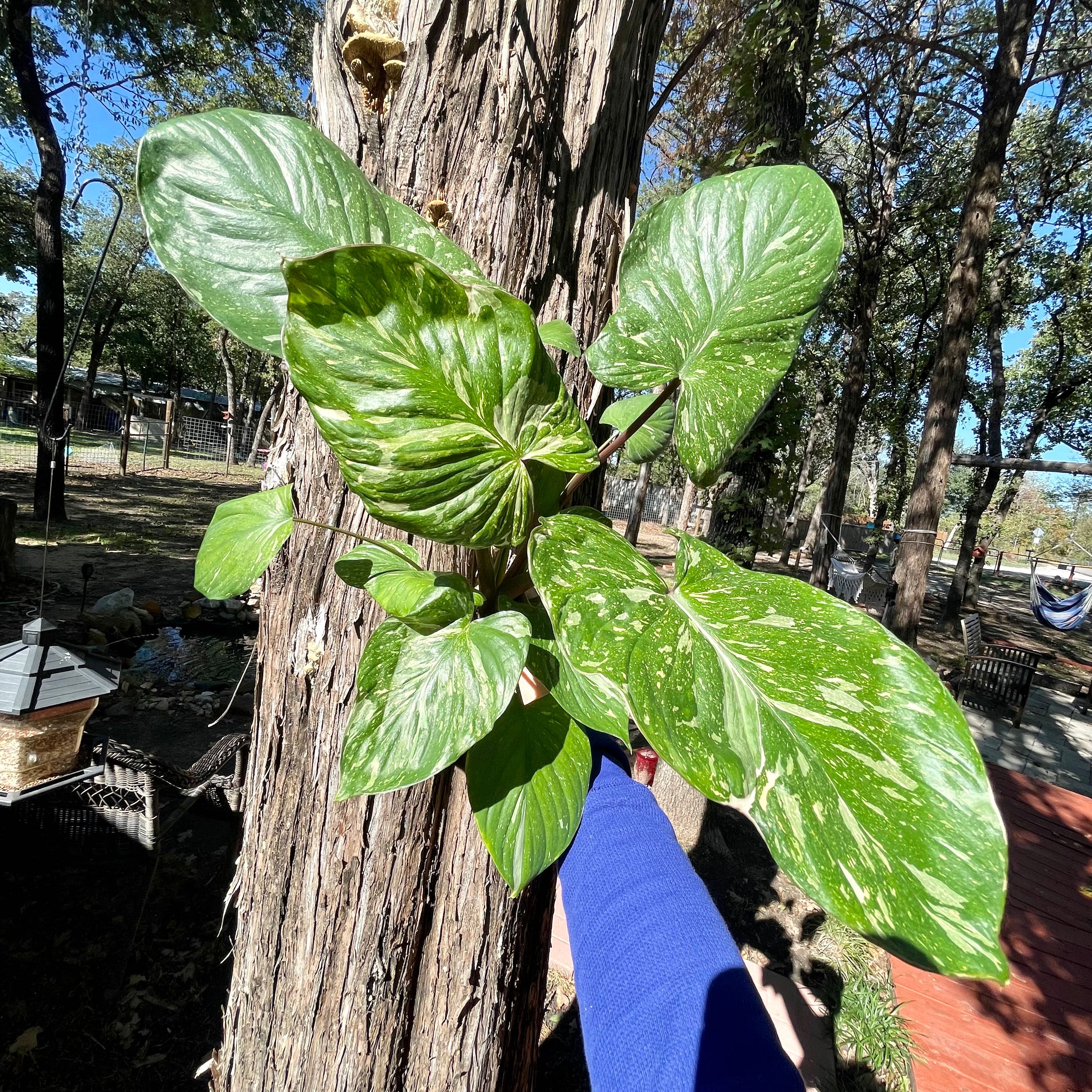 Photo of the plant species Homalomena Rubescens Pink Splash by @Propa named Homalomena Rubescens Pink Splash on Greg, the plant care app