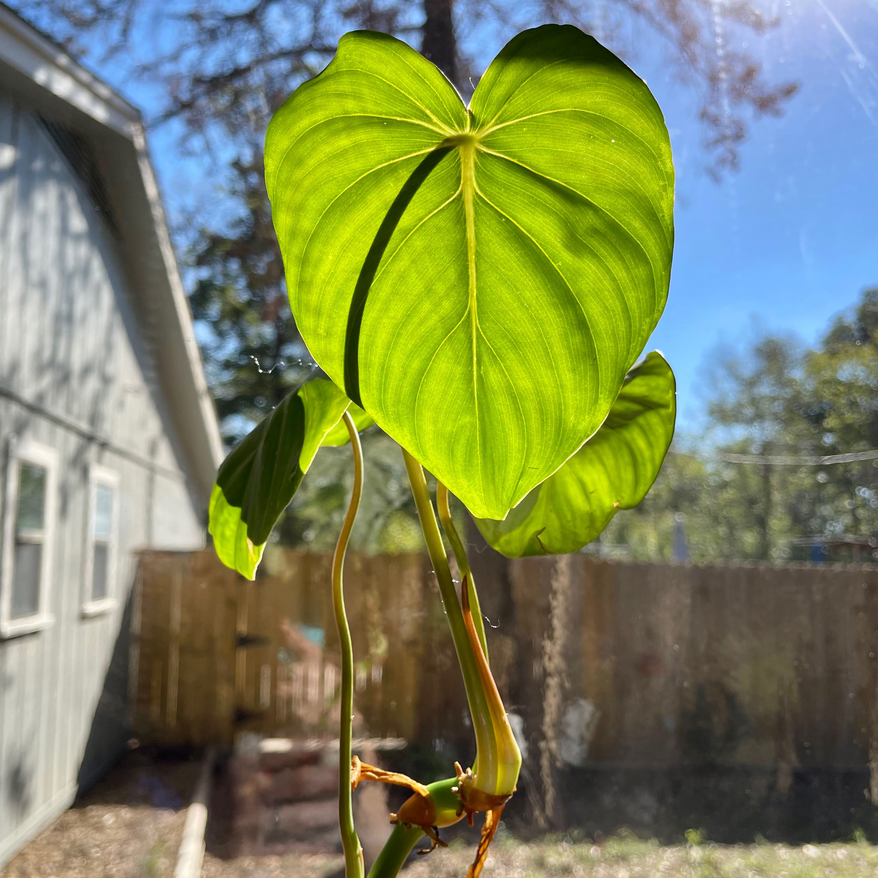 Philodendron 'McDowell' plant with vibrant green leaves in natural sunlight.