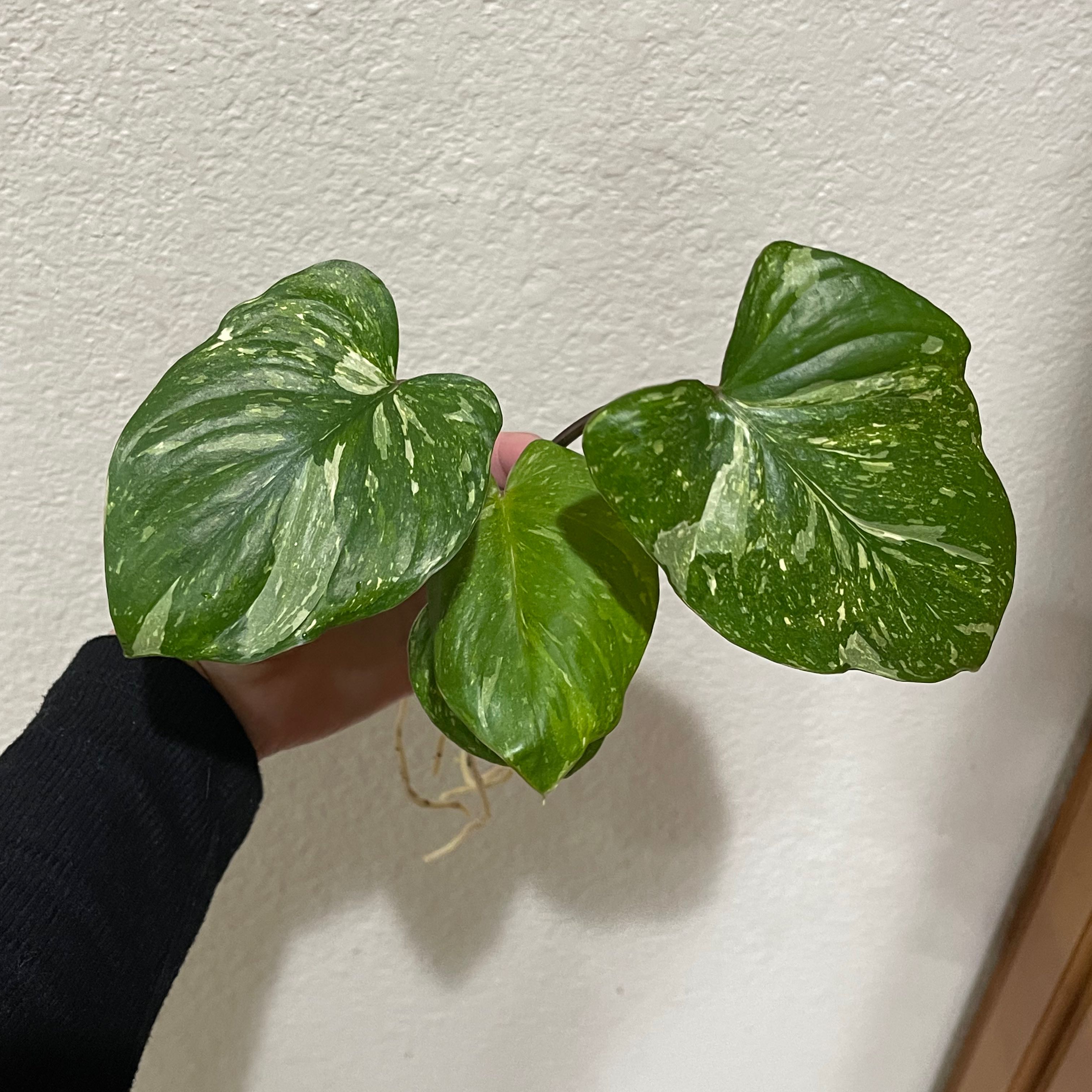Photo of the plant species Homalomena Rubescens Pink Splash by @Propa named Homalomena Rubescens Pink Splash Prop on Greg, the plant care app