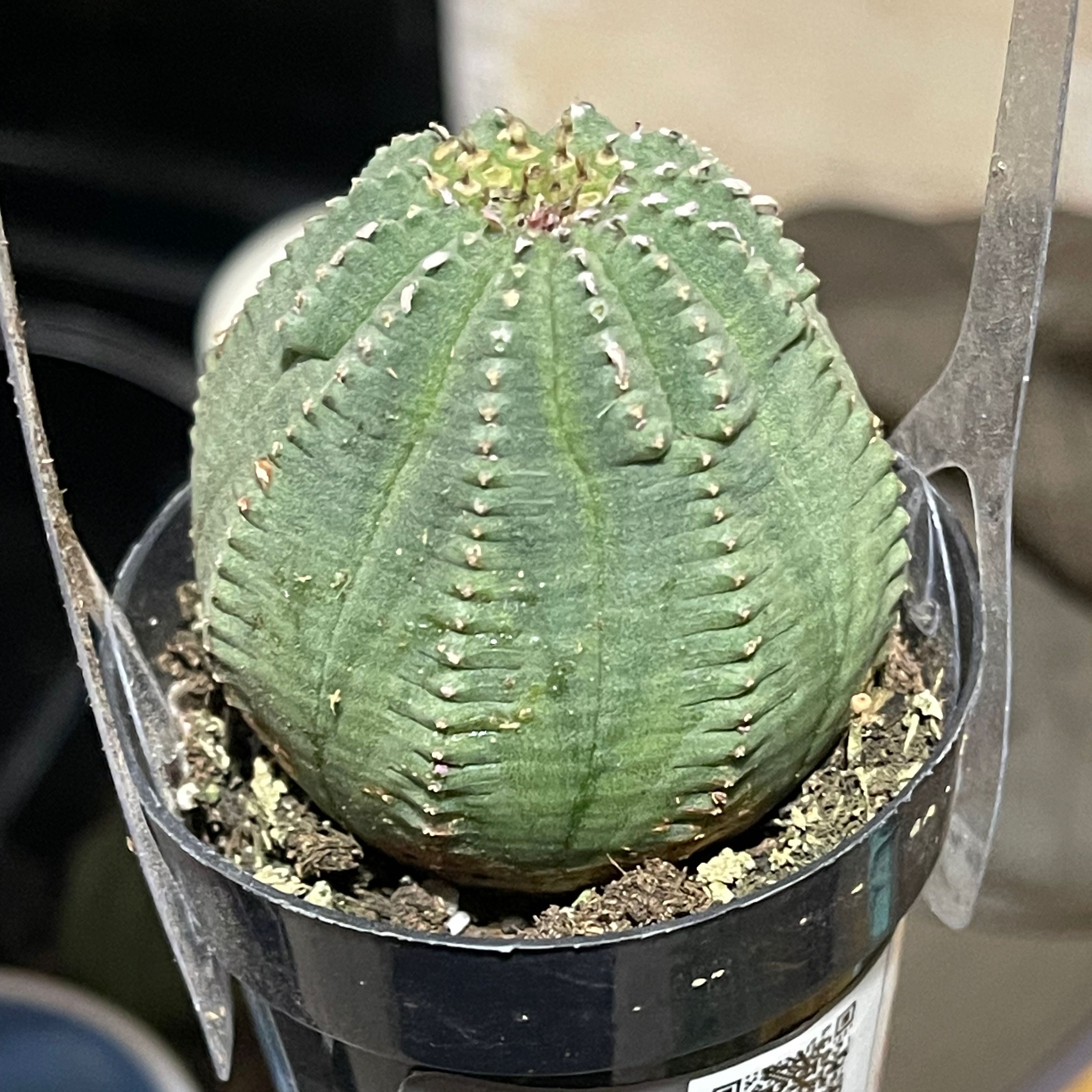 Baseball Plant (Euphorbia obesa) in a small pot with visible soil.