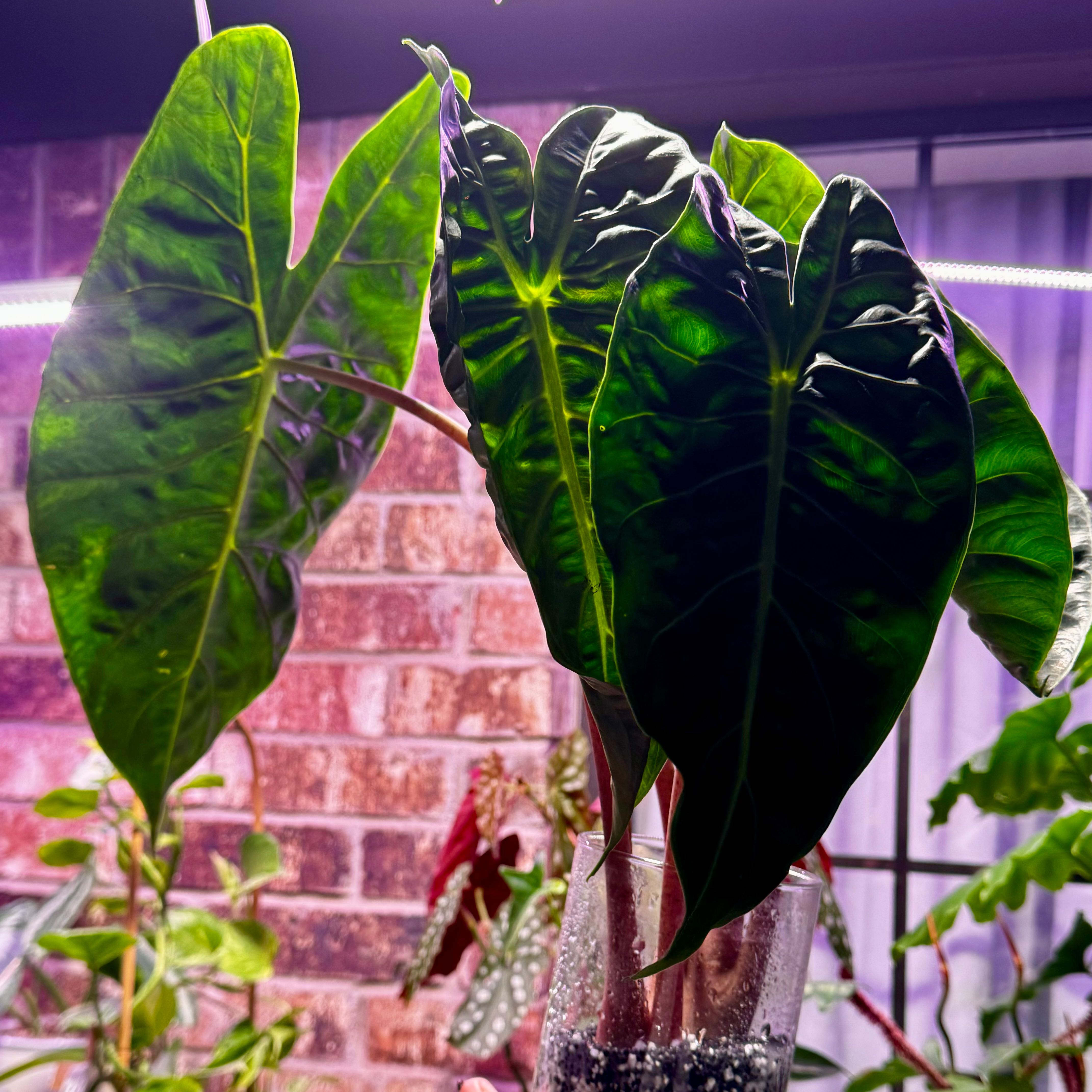 Photo of the plant species Nairobi Nights by @Propa named Alocasia Nairobi Nights on Greg, the plant care app