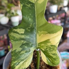 Plant care for Awayuki Ghost Plant on Greg, the plant care app