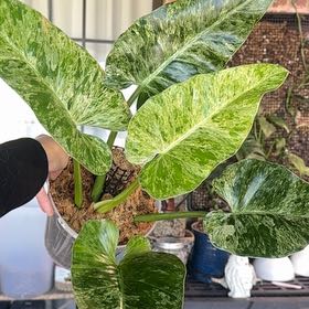 Photo of the plant species blizzard gigantium philodendron by @Propa named Philodendron Gigantium Blizzard on Greg, the plant care app