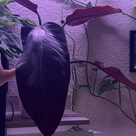 Photo of the plant species Kathleen philodendron by @Propa named Philodendron Kathleen 2 on Greg, the plant care app
