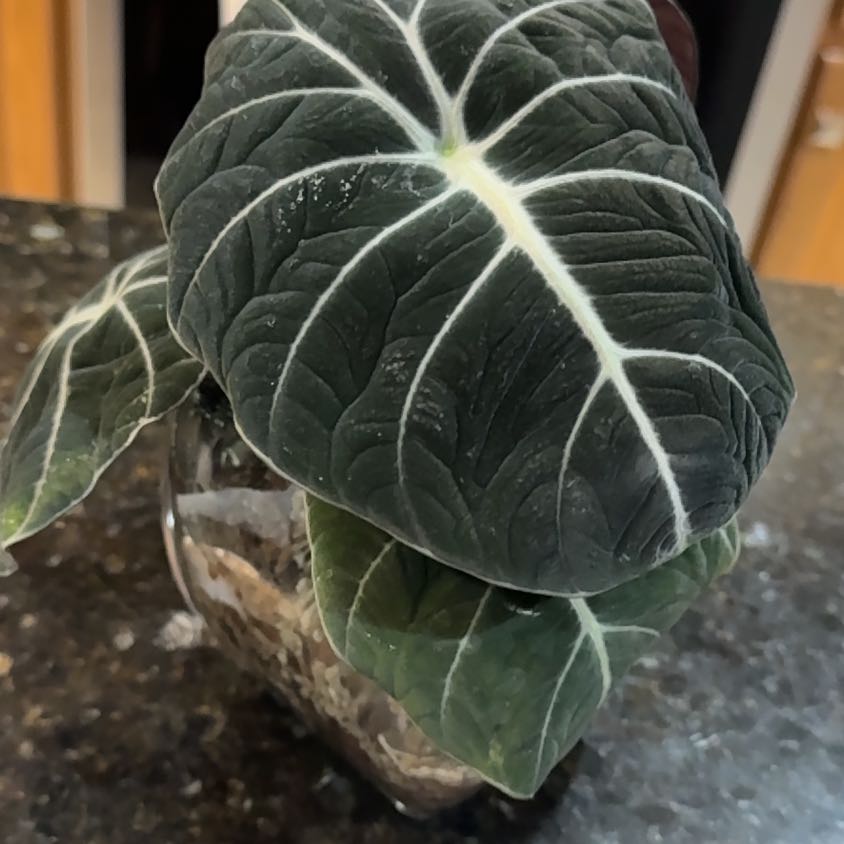 Alocasia Ninja plant with dark green leaves and white veins in a glass container with visible soil.