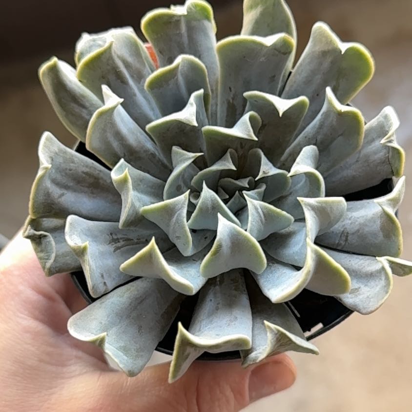 Photo of the plant species Echeveria 'Arabella' by @Propa named Echeveria Arabella on Greg, the plant care app