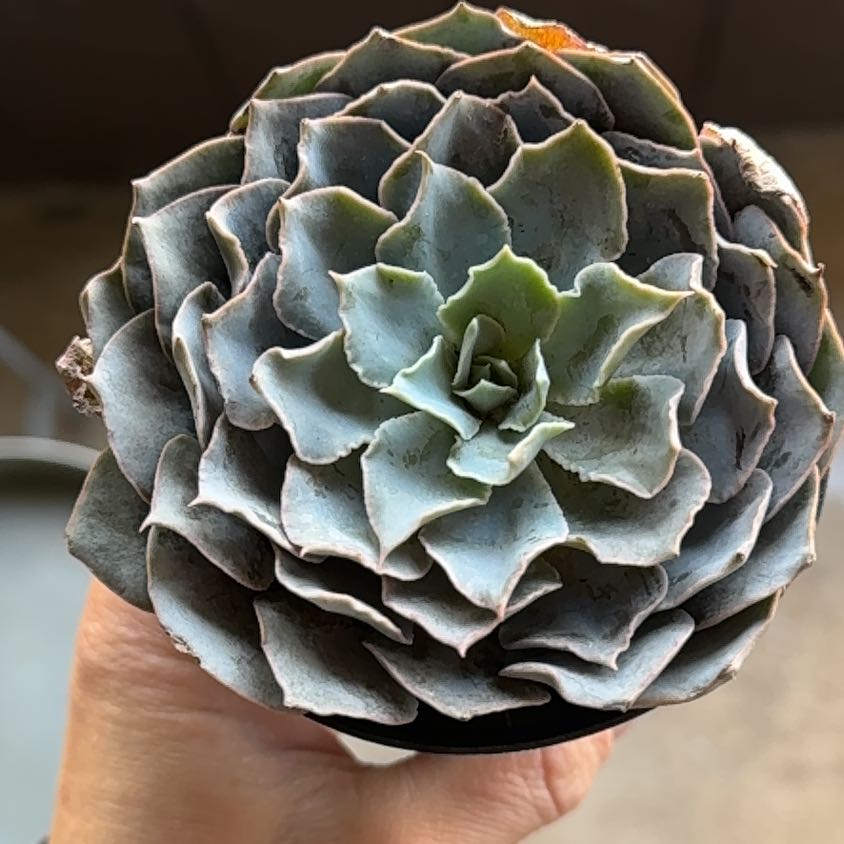 Photo of the plant species Echeveria 'Belen' by @Propa named Echeveria Belen on Greg, the plant care app
