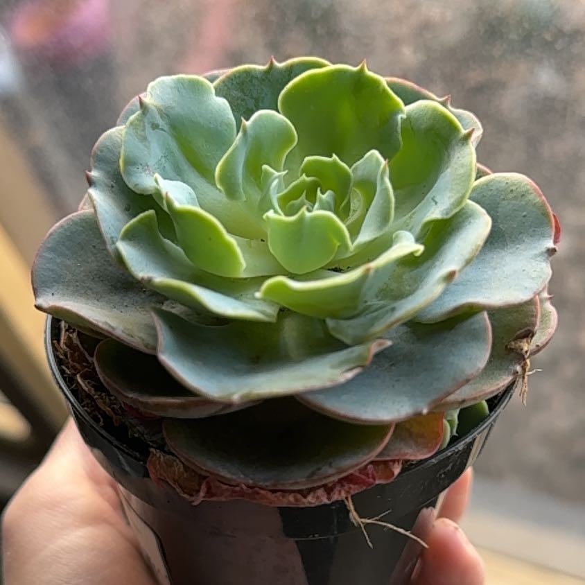 Photo of the plant species Echeveria 'Araceli' by @Propa named Echeveria Araceli on Greg, the plant care app