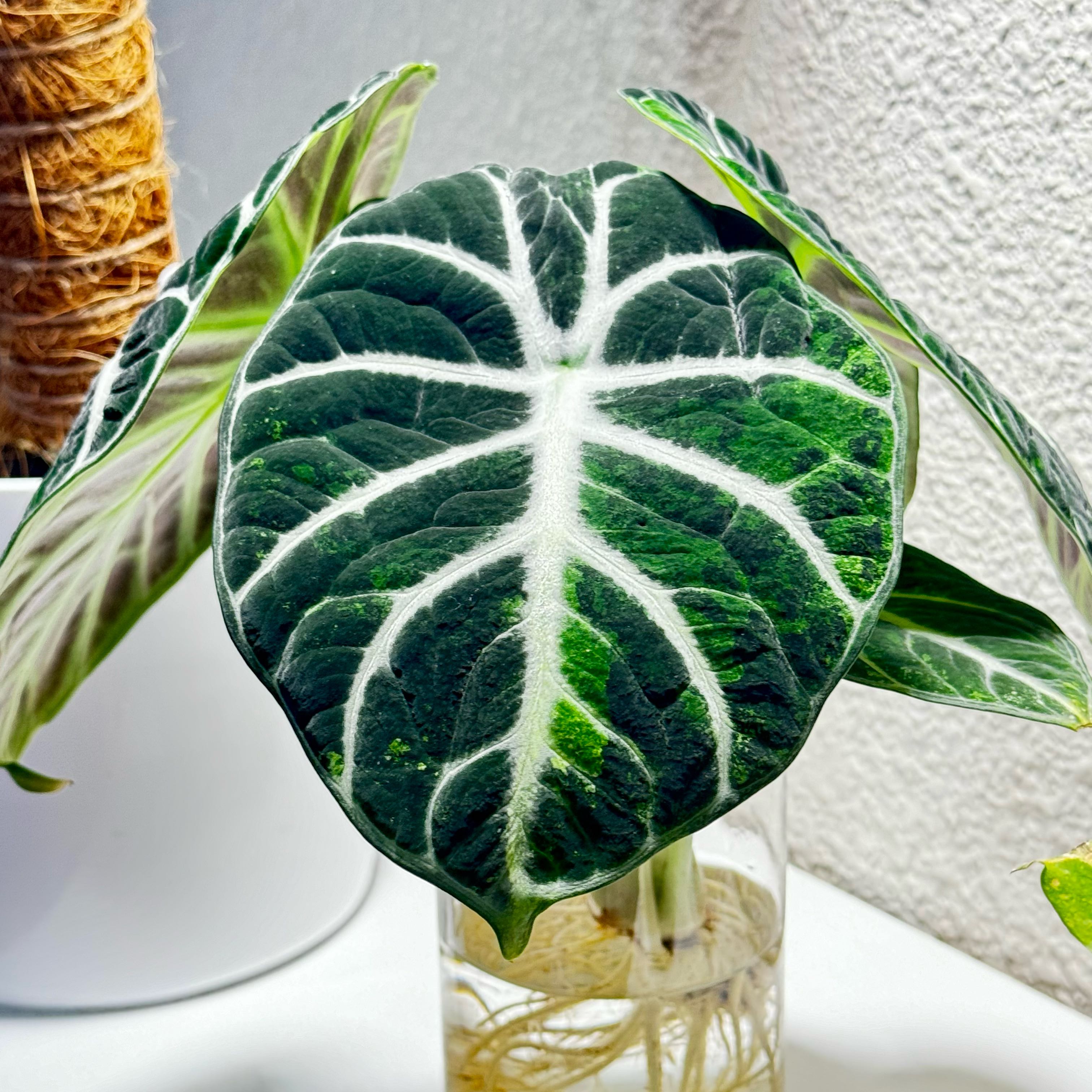 Healthy Alocasia Ninja plant with prominent white veins on dark green leaves.
