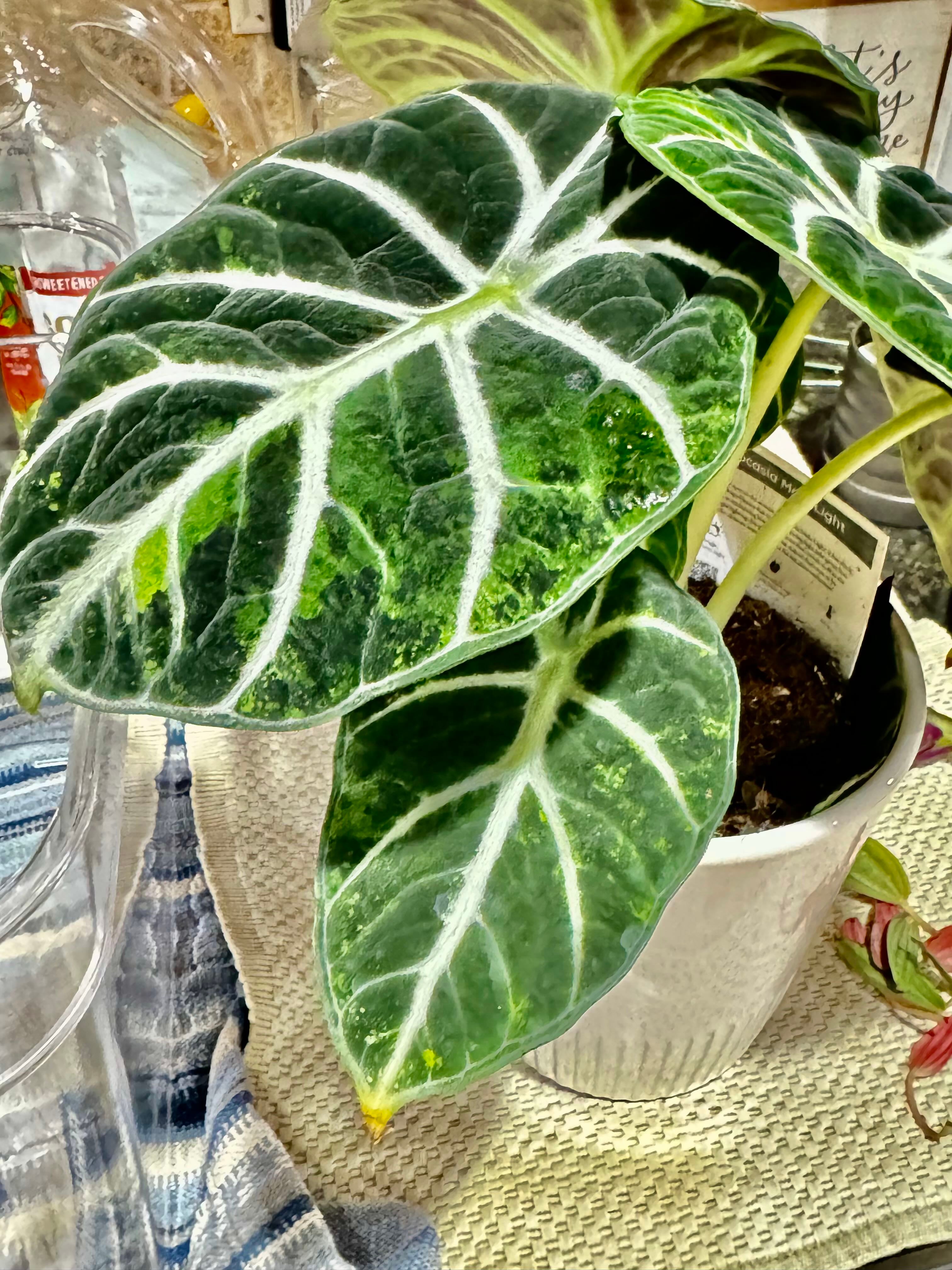 Y2FyZS1wbGFudC1wcm9maWxlL3VzZX