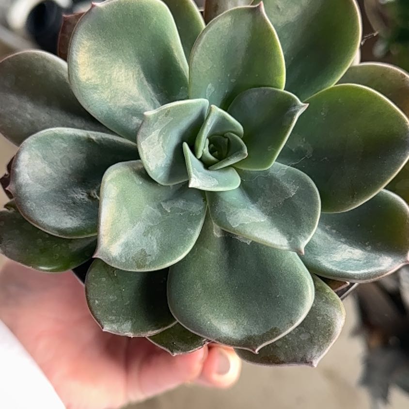 Healthy Echeveria 'Blue Prince' succulent with blue-green leaves held by a hand.