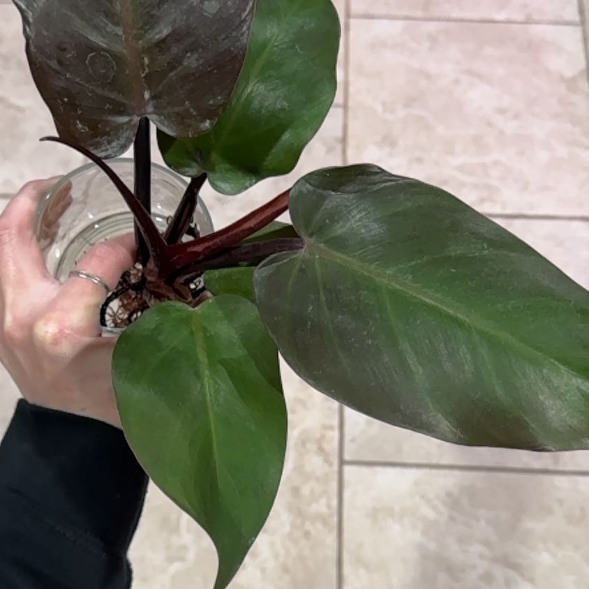 Photo of the plant species Philodendron 'Red King' by @Propa named Philodendron Red King on Greg, the plant care app