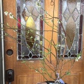 Photo of the plant species Tifblue Rabbit Eye Blueberry by @Propa named Tifblue Blueberry on Greg, the plant care app