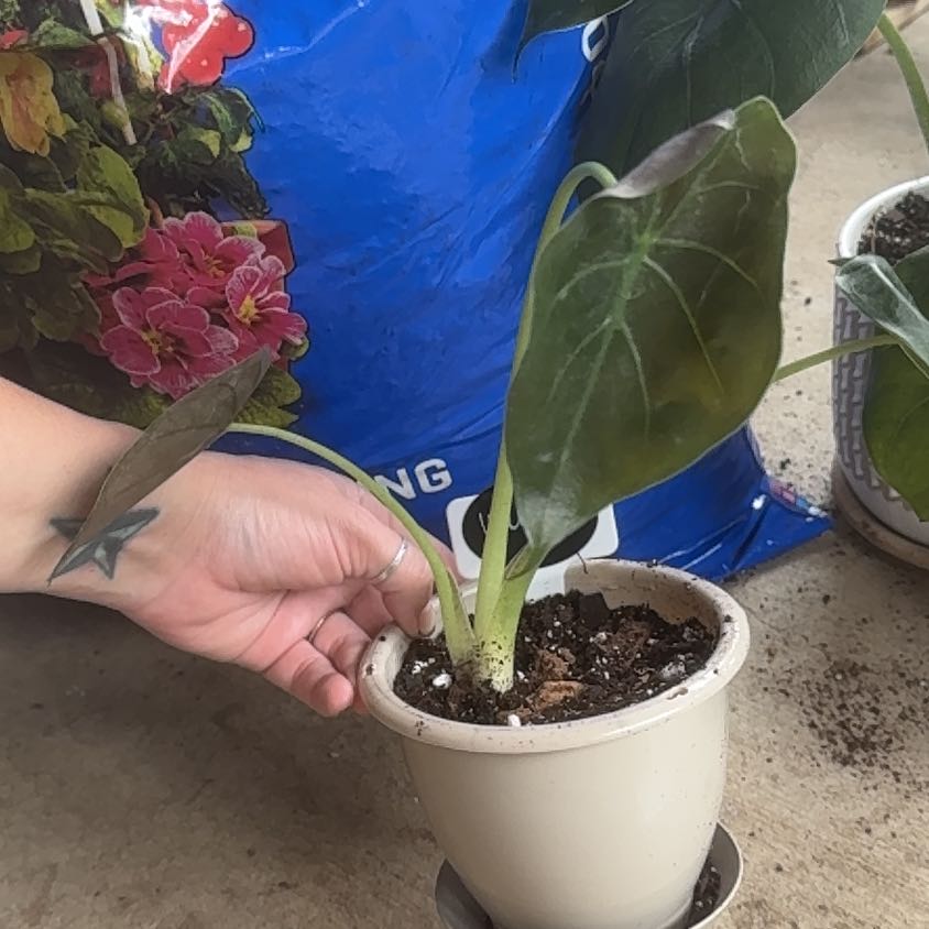 Potted New Guinea Shield plant with dark green leaves, hand holding one leaf.
