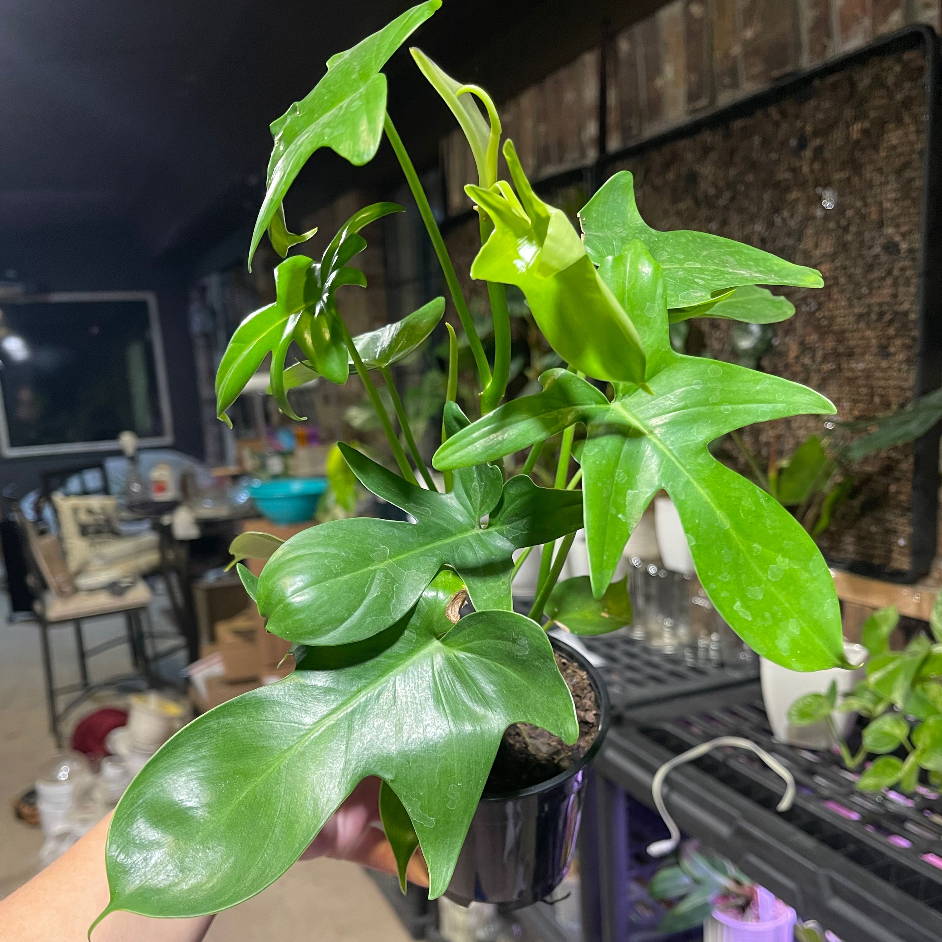 Healthy Philodendron panduriforme plant with vibrant green leaves in a pot.