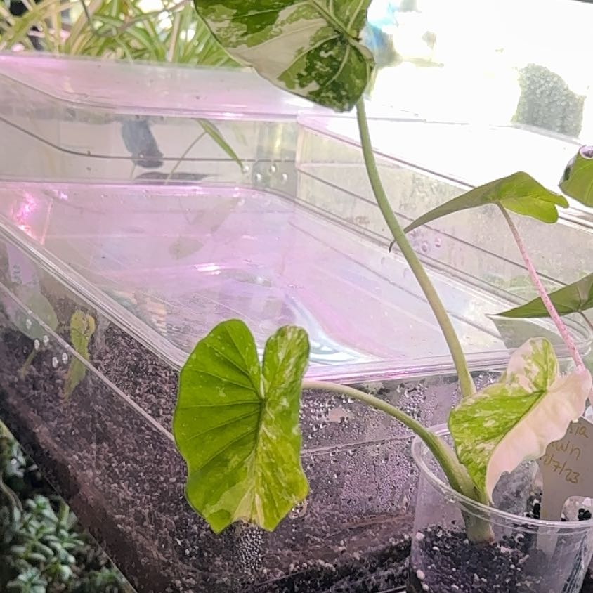 Photo of the plant species Alocasia Dawn by @Propa named Winston on Greg, the plant care app