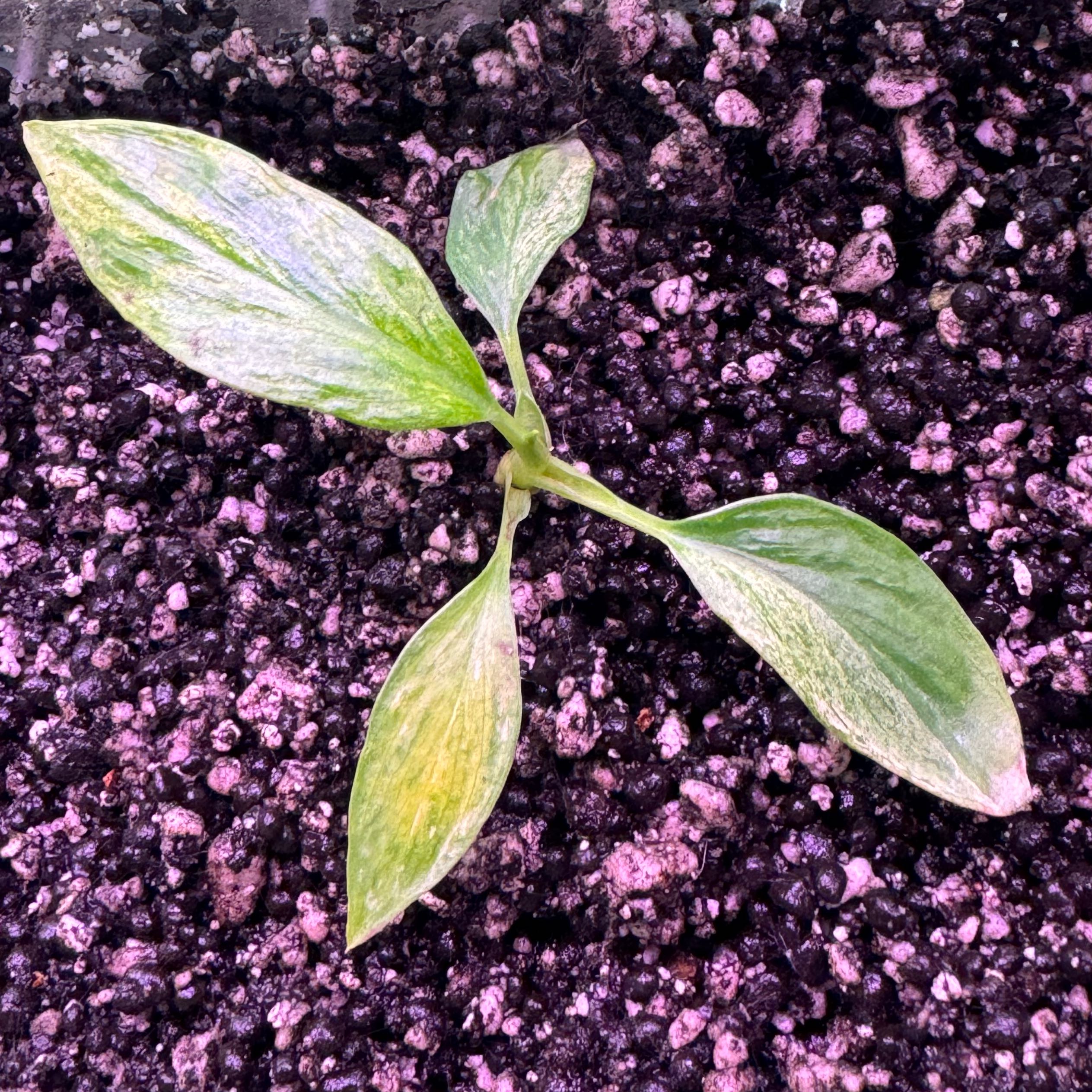 Photo of the plant species Homalomena Aurea by @Propa named Homalomena Rubescens Aurea on Greg, the plant care app