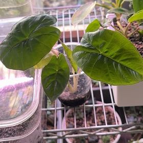 Photo of the plant species Alocasia Yucatan Queen by @Propa named Alocasia Yucatan Queen on Greg, the plant care app