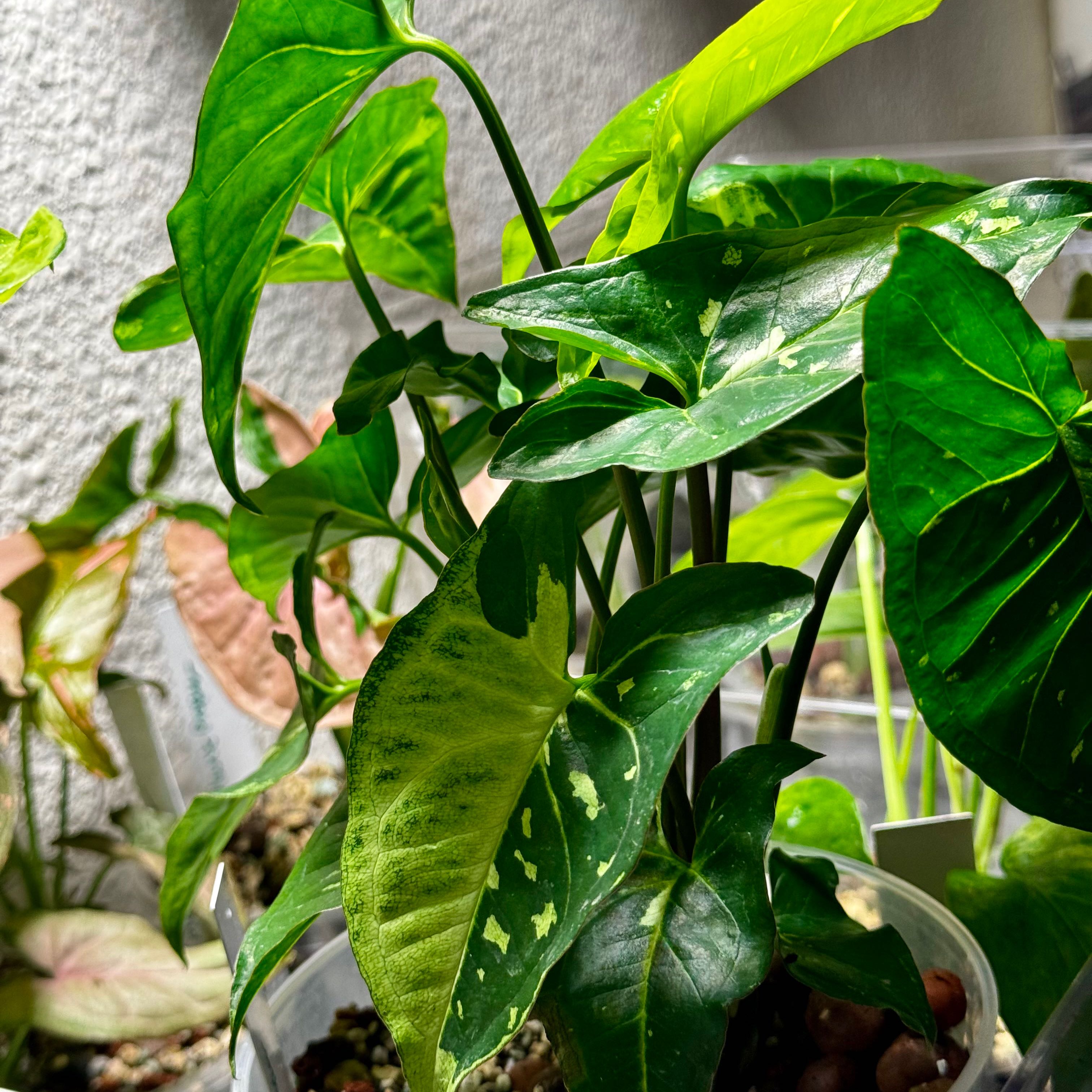 Photo of the plant species Syngonium Panda by @Propa named Syngonium Panda on Greg, the plant care app