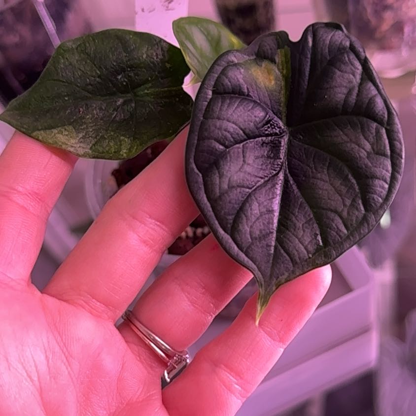 Plant care for Awayuki Ghost Plant on Greg, the plant care app