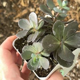 Photo of the plant species Blue Pearl by @Propa named Sedum Blue Pearl on Greg, the plant care app