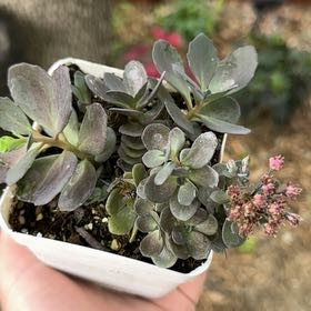 Photo of the plant species Blue Pearl by @Propa named Sedum Blue Pearl on Greg, the plant care app
