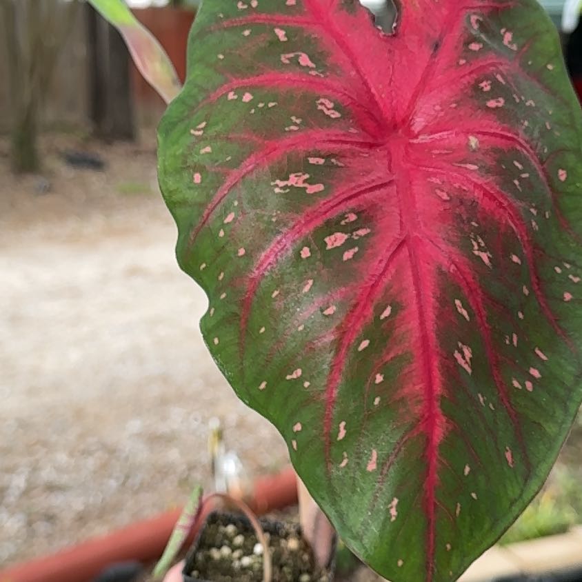 Photo of the plant species Caladium 'Postman Joyner' by @Propa named Caladium Postman Joyner? on Greg, the plant care app