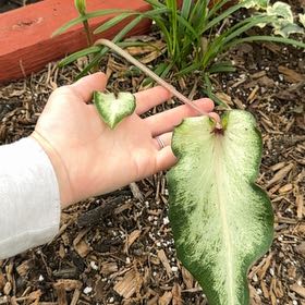 Photo of the plant species Caladium White Queen by @Propa named Caladium White Queen? on Greg, the plant care app