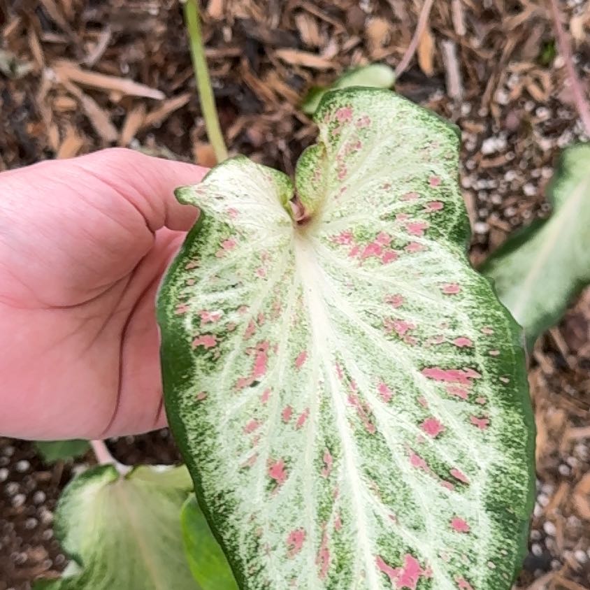 Photo of the plant species Heart and Soul Caladium by @Propa named Caladium Heart and Soul on Greg, the plant care app