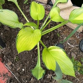 Photo of the plant species Blue Angel Plantain Lily by @Propa named Hosta Blue Angel-Variegated on Greg, the plant care app