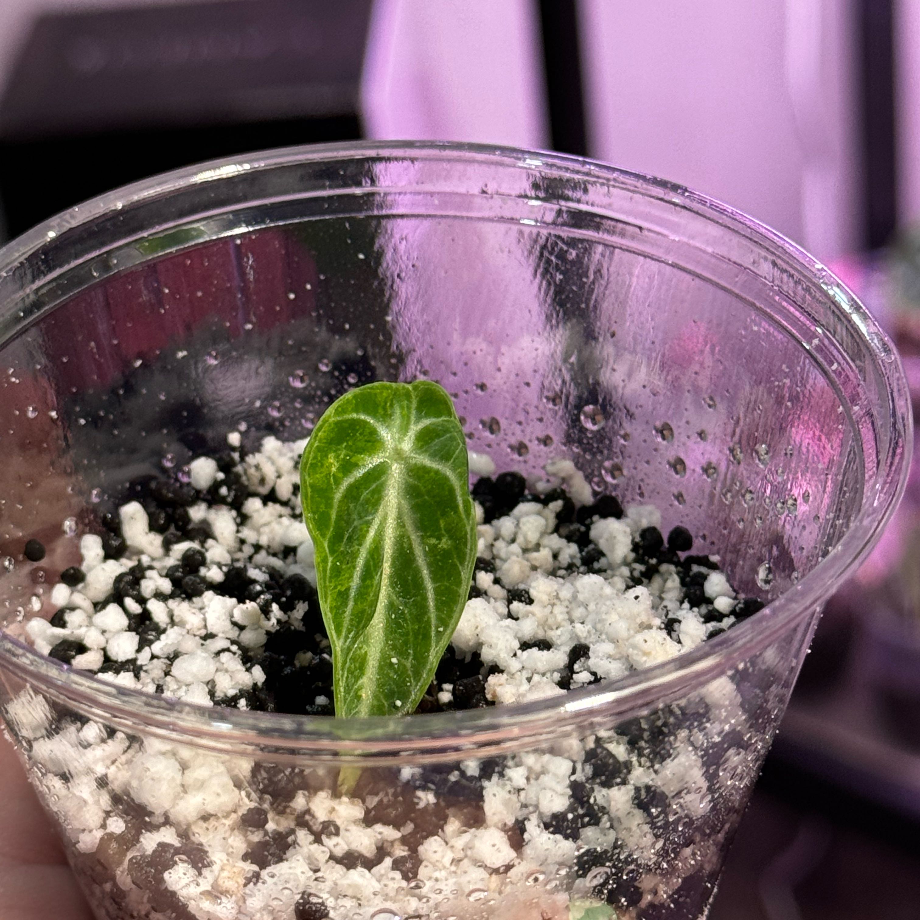 Photo of the plant species Alocasia Ninja Aurea by @Propa named Alocasia Ninja Aurea Prop 1 on Greg, the plant care app