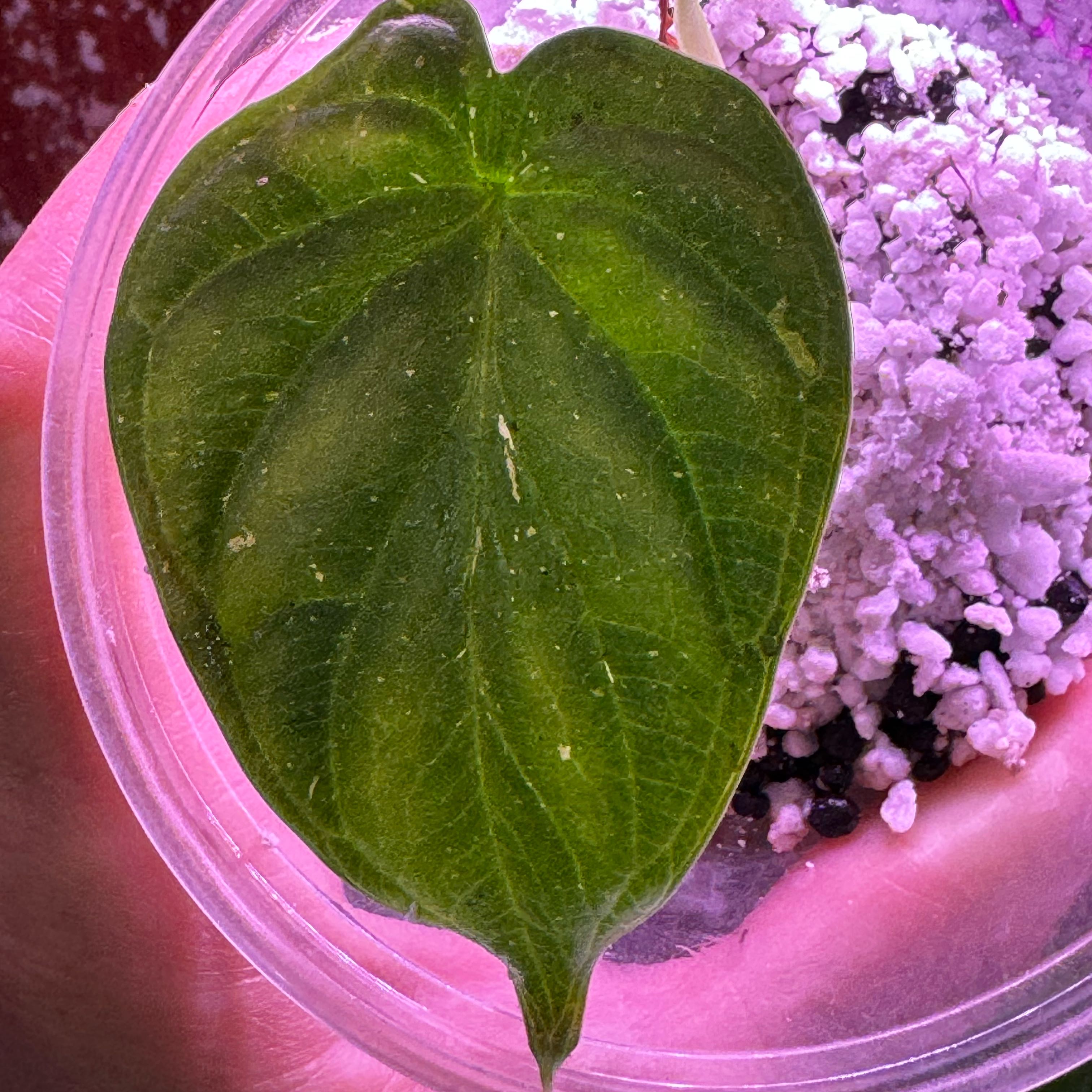 Close-up of an Alocasia gagaena 'California' leaf held by a hand with visible soil.