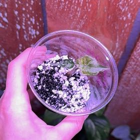 Photo of the plant species alocasia wentii silver splash by @Propa named Wentii Silver Splash Prop 1 on Greg, the plant care app